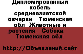 Дипломированный кобель среднеазиатской овчарки - Тюменская обл. Животные и растения » Собаки   . Тюменская обл.